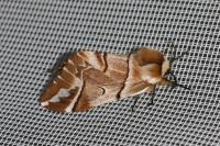 Endromis versicolora