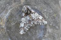 Biston strataria