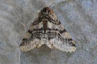 Lycia hirtaria