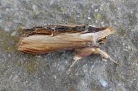 Cucullia verbasci