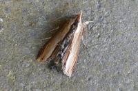 Cucullia verbasci