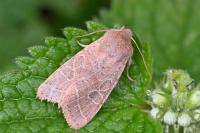 Orthosia cerasi