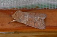 Orthosia miniosa