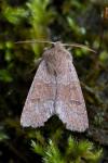 Orthosia miniosa