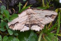 Menophra abruptaria