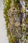 Peridea anceps