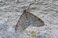 Trichopteryx carpinata