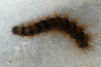 Arctia villica