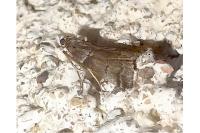Acrobasis legatea