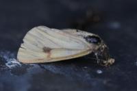 Diacrisia sannio
