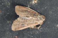 Peridroma saucia