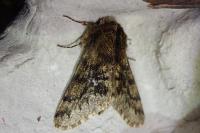 Apocheima hispidaria