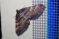 Earophila badiata