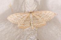 Idaea macilentaria
