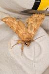 Conisania luteago olbiena