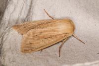 Mythimna straminea