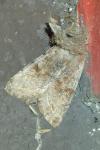 Orthosia incerta