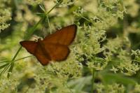 Idaea flaveolaria