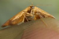Cleta filacearia