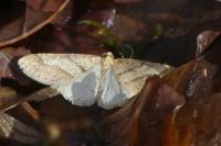 Phigaliohybernia marginaria