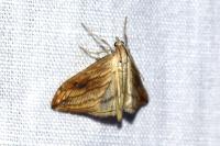 Evergestis forficalis