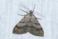 Aplocera efformata
