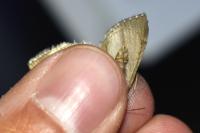 Aplocera efformata