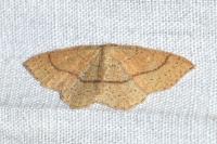 Cyclophora ruficiliaria