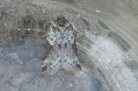 Nycteola siculana