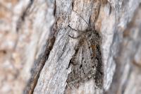 Lycia hirtaria