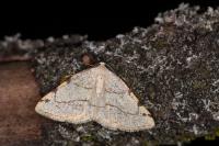 Stegania trimaculata