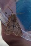 Orthosia cerasi