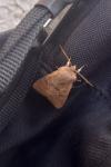Orthosia cerasi