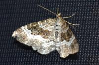 Epirrhoe alternata