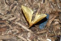 Gandaritis pyraliata