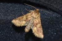Conisania luteago olbiena