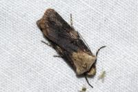 Agrotis puta