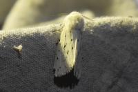 Spilosoma lubricipeda