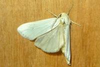 Coscinia cribraria cribraria