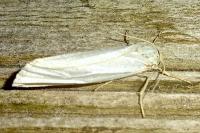 Coscinia cribraria cribraria