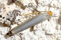 Manulea complana