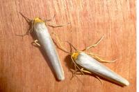 Manulea complana