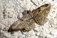 Peribatodes rhomboidaria rhomboidaria