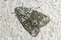 Cryphia algae