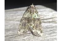 Cryphia algae