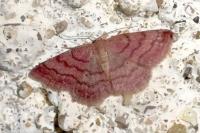 Scopula rubiginata