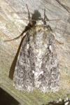 Acronicta rumicis