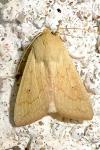 Mythimna vitellina