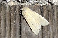 Mythimna vitellina