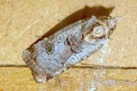Epilecta linogrisea